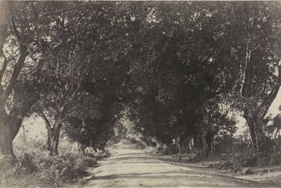 एवेन्यू ऑफ द बानियन ट्रीज़, शेरिंगम, भारत, 1858। द्वारा कैप्टन लिनिअस ट्रिपे