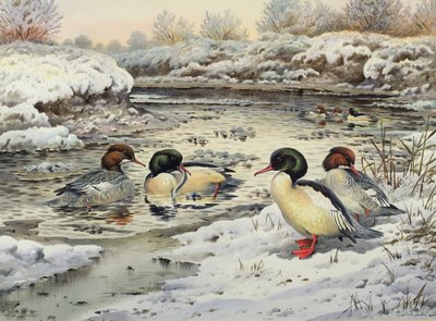 Goosanders द्वारा कार्ल डोनर
