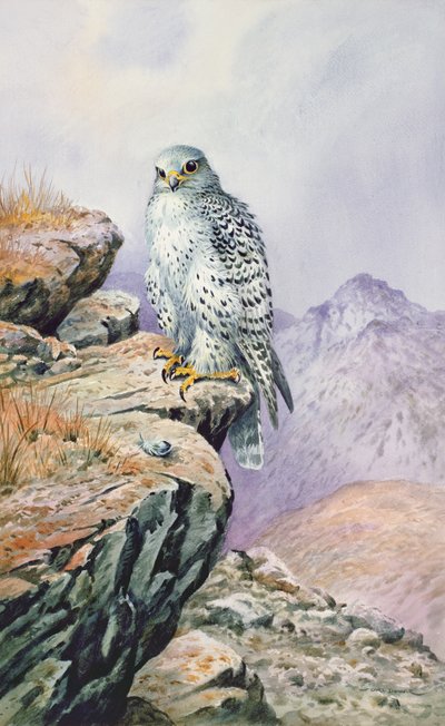 Gyrfalcon द्वारा कार्ल डोनर