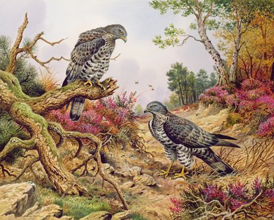 हनी बज़र्ड द्वारा कार्ल डोनर
