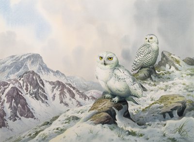 बर्फीले पहाड़ों, ऑस्ट्रेलिया में बर्फीले उल्लुओं की जोड़ी द्वारा कार्ल डोनर