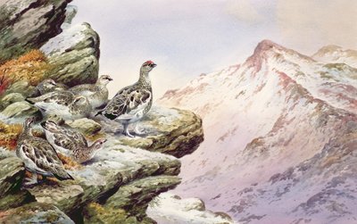 उच्च शीर्ष पर Ptarmigan द्वारा कार्ल डोनर