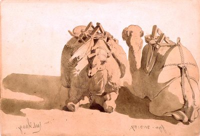 ऊंटों का अध्ययन द्वारा कार्ल हाग