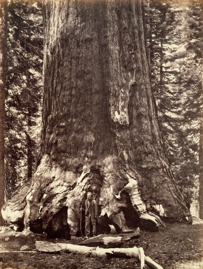 ग्रिजली जाइंट का बेस, जाइंट सिकोइया ट्री, योसेमाइट, कैलिफोर्निया, 1868 द्वारा कार्लटन एम्मन्स वॉटकिंस