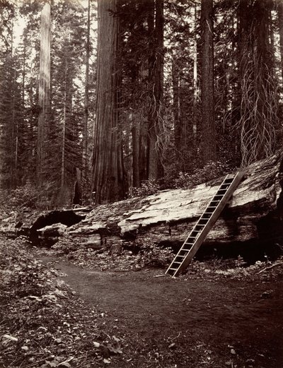 वन के पिता, 1865-66, मुद्रित सीए। 1876. द्वारा कार्लटन एम्मन्स वॉटकिंस