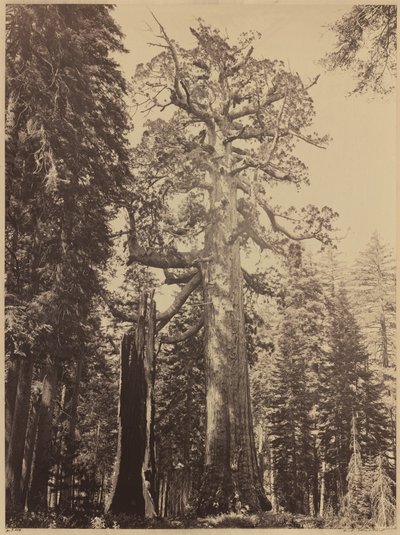 ग्रिजली जायंट, मारिपोसा ग्रोव, 1861। द्वारा कार्लटन एम्मन्स वॉटकिंस