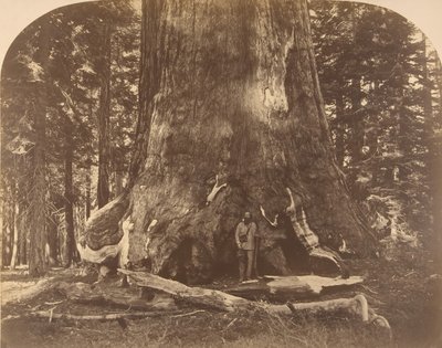 ग्रिस्ली जायंट, मारिपोसा ग्रोव, 1861 की धारा। द्वारा कार्लटन एम्मन्स वॉटकिंस