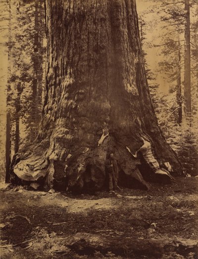 गैलेन क्लार्क, मारिपोसा ग्रोव, योसेमाइट, 1865-66 के साथ ग्रिजली जायंट की धारा। द्वारा कार्लटन एम्मन्स वॉटकिंस