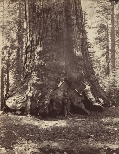 गैलेन क्लार्क, मारिपोसा ग्रोव, योसेमाइट, 1865-66, मुद्रित सीए के साथ ग्रिजली जायंट की धारा। 1876. द्वारा कार्लटन एम्मन्स वॉटकिंस