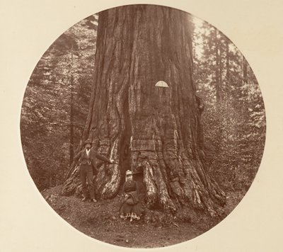 एम्पायर स्टेट - सी ग्रोव, सीए। 1878. द्वारा कार्लटन एम्मन्स वॉटकिंस