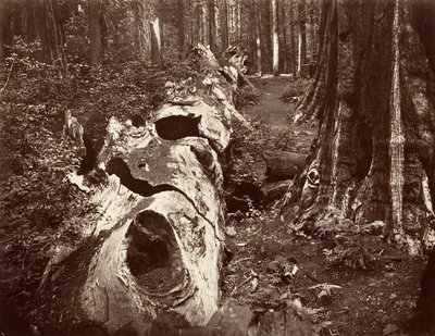 वन के पिता, 112 फीट परिधि, कैलावरस ग्रोव, 1865-66, मुद्रित सीए। 1876. द्वारा कार्लटन एम्मन्स वॉटकिंस