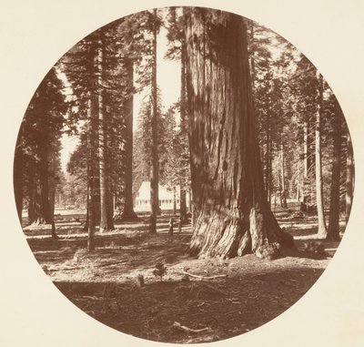 ग्रोव से मैमथ ग्रोव होटल - कैलावरस, सीए। 1878. द्वारा कार्लटन एम्मन्स वॉटकिंस