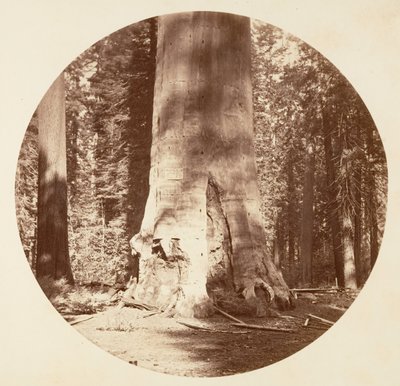 द मदर ऑफ़ द फ़ॉरेस्ट - कैलावरस ग्रोव, सीए। 1878. द्वारा कार्लटन एम्मन्स वॉटकिंस