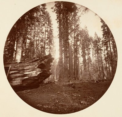 जंगल की माँ जंगल के पिता से - कैलावरस ग्रोव, सीए। 1878. द्वारा कार्लटन एम्मन्स वॉटकिंस
