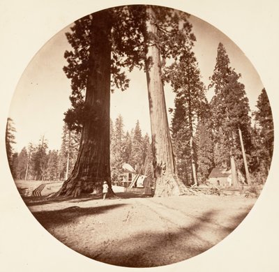 प्रहरी - कैलावरस ग्रोव, सीए। 1878. द्वारा कार्लटन एम्मन्स वॉटकिंस