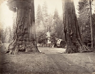 प्रहरी, 315 फीट, योसेमाइट, सीए। 1872, मुद्रित सीए। 1876. द्वारा कार्लटन एम्मन्स वॉटकिंस