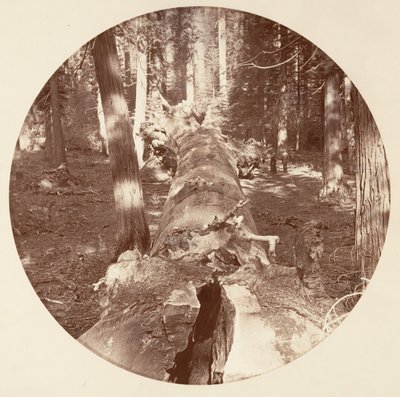 [योसेमाइट नेशनल पार्क, कैलिफ़ोर्निया], सीए। 1878. द्वारा कार्लटन एम्मन्स वॉटकिंस