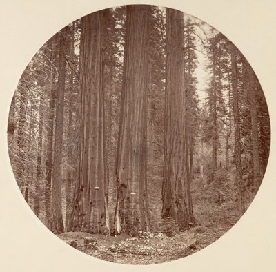 [योसेमाइट नेशनल पार्क, कैलिफ़ोर्निया], सीए। 1878. द्वारा कार्लटन एम्मन्स वॉटकिंस