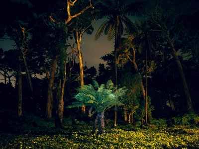  द्वारा कार्ली चोई