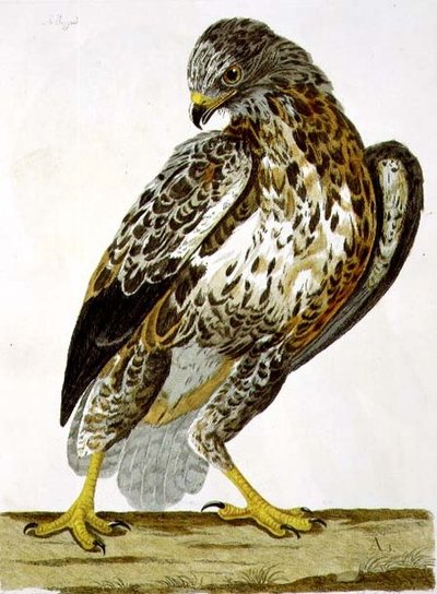 पीटर माज़ेल (fl.1761-97) 1766 (उत्कीर्णन) द्वारा उकेरी गई 'द ब्रिटिश जूलॉजी, क्लास II: बर्ड्स' से बज़र्ड (ब्यूटियो ब्यूटियो) प्लेट द्वारा चार्ल्स (बाद) कोलिन्स