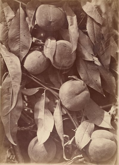 आड़ू द्वारा चार्ल्स ऑब्री