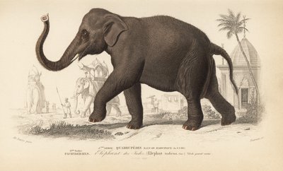  द्वारा चार्ल्स डेसलिन्स डी'ऑर्बिग्नी