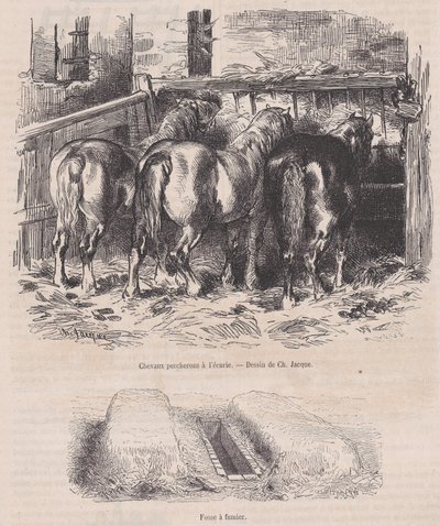 मैगासिन पित्तोरेस्क, सीए से स्थिर, गोबर के गड्ढे में पेचेरॉन घोड़े। 1852., सीए। 1852. द्वारा चार्ल्स एमिले जेक