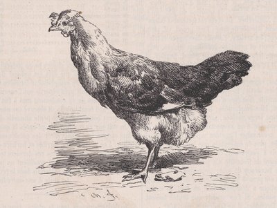 साधारण फ्रेंच मुर्गी, खराब परत।, मैगासिन पित्तोरेस्क से, सीए। 1852. द्वारा चार्ल्स एमिले जेक