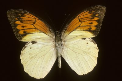 Hebomoia leukippe सल्फरस द्वारा चार्ल्स हेनरी जोसेफ लीकरर्ट