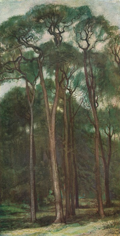 पेड़ों का अध्ययन, c1900 1903-1904 द्वारा चार्ल्स होरोलिड