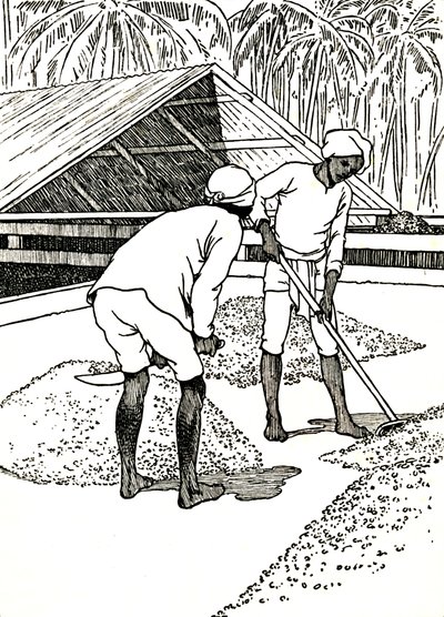 कोको को सुखाने, 1912 द्वारा चार्ल्स रॉबिन्सन