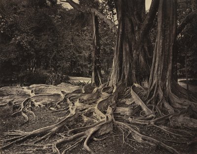  द्वारा चार्ल्स टी. स्कोवेन