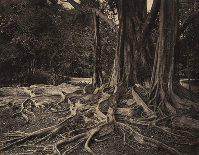 रबर का पेड़, असम, भारत फ़िकस इलास्टिका, लगभग 1880। द्वारा चार्ल्स टी. स्कोवेन