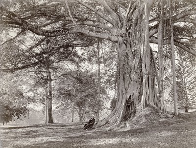 ब्रिटिश सीलोन में एक बड़े देशी पेड़ के नीचे बैठा एक सज्जन, जिसे अब 1880 का श्रीलंका कहा जाता है द्वारा चार्ल्स टी स्कॉवेन और सह
