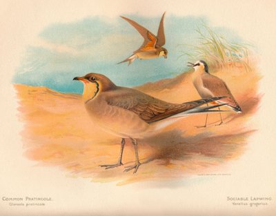 Pratincola आम Glareola pratincola, मिलनसार लैपविंग Vanellus, 1900, 1900 द्वारा चार्ल्स व्हिम्पर