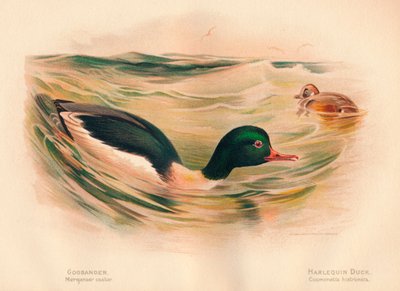 Goosander Merganser कैस्टर, हर्लेक्विन डक कोस्मोनिटा हिस्टेरोनिका, 1900, 1900 द्वारा चार्ल्स व्हिम्पर
