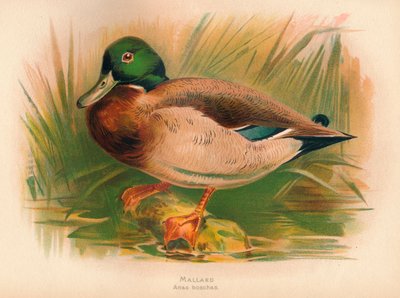 मल्लार्ड अनस बॉस्क्स, 1900, 1900 द्वारा चार्ल्स व्हिम्पर