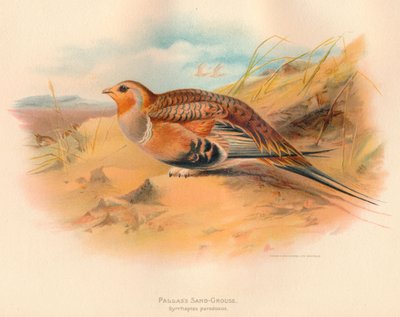 पल्लस सैंड-ग्राउज़ सीरहैप्टस विरोधाभास, 1900, 1900 द्वारा चार्ल्स व्हिम्पर