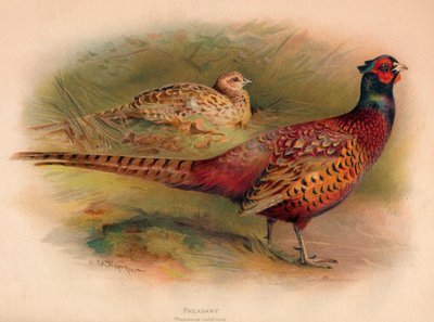 तीतर फासियनस कोलीकस, 1900, 1900 द्वारा चार्ल्स व्हिम्पर