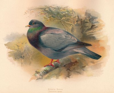 स्टॉक डोव कोलंबा एनास, 1900, 1900 द्वारा चार्ल्स व्हिम्पर