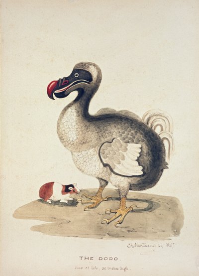 एक डोडो और एक गिनी-पिग का अध्ययन, 1847 द्वारा शार्लोट ऑगस्टा स्पेंसर चर्चिल