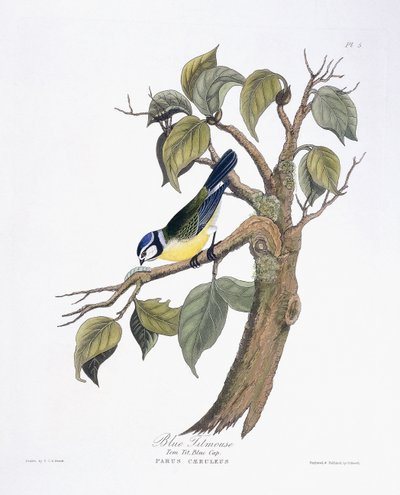 ब्लू टिटमाउस द्वारा चार्लोट ले पेरोट