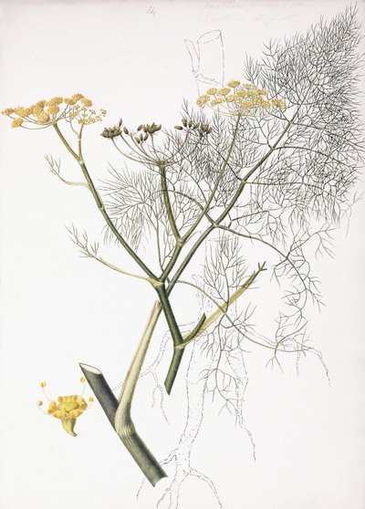 ए बॉटनिकल स्टडी, 1822-1845 द्वारा चार्लोट स्ट्रिकलैंड