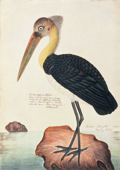 मलाका से पक्षियों के चित्रण से अर्दिया अर्गला, c.1805-18 (कागज पर wc) द्वारा चीनी स्कूल