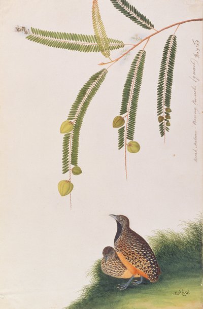मलक्का से पक्षियों के चित्रांकन से वर्जित बटुआ, c.1805-18 (कागज पर wc) द्वारा चीनी स्कूल