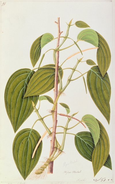 बेतक लीफ, मलक्का के औषधीय पौधों की पचासवीं ड्रॉइंग, खंड 1, c.1805-18 (कागज पर wc) द्वारा चीनी स्कूल