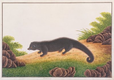 मलक्का से पशु, कीड़े और सरीसृपों के चित्रण से Binturong, c.1805-18 (कागज पर wc और gouache) द्वारा चीनी स्कूल