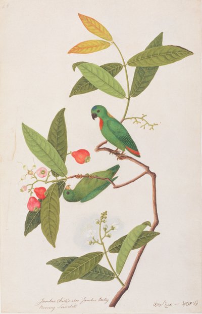 मलक्का से पक्षियों के चित्रांकन से नीली मुकुट वाला तोता, c.1805-18 (कागज पर wc) द्वारा चीनी स्कूल