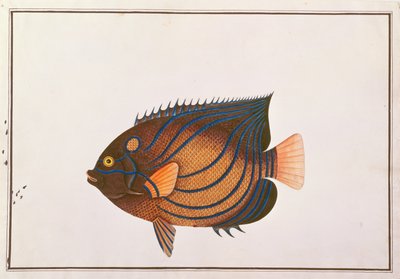 मलक्का से मछलियों के चित्र से नीली अंगूठी वाले एंगलफिश, c.1805-18 (कागज पर wc) द्वारा चीनी स्कूल