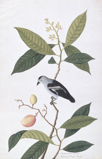 बोआ नावा हवा, माल्स्का से पक्षियों के चित्र, c.1805-18 (कागज पर wc) द्वारा चीनी स्कूल